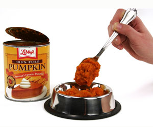 Will canned pumpkin help my store dogs constipation